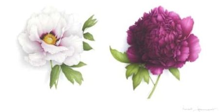 Pivoines
