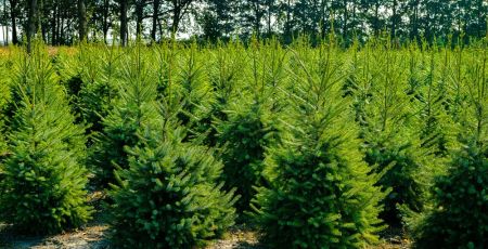 SAPIN.jpeg