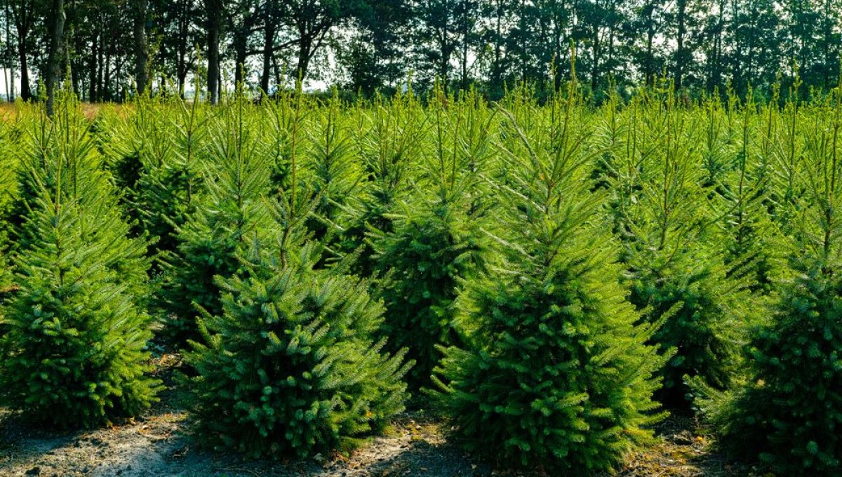 SAPIN.jpeg