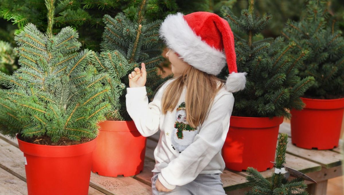 SAPIN_DE_NOEL.jpeg