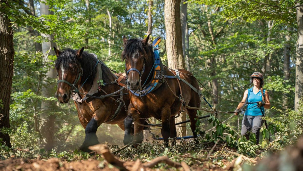 Sabots sur terre travaux par traction animale
