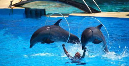 Marineland : comprendre les enjeux autour de l’avenir des animaux du parc