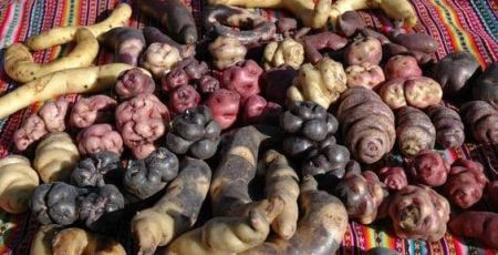 Victor Branquart / Ut!le / The International Potato Centre