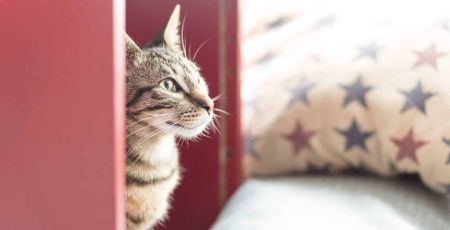escape game planète des chats abandon félins