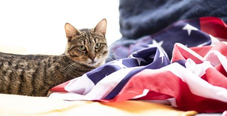Paris : un escape game propose des chats à l'adoption