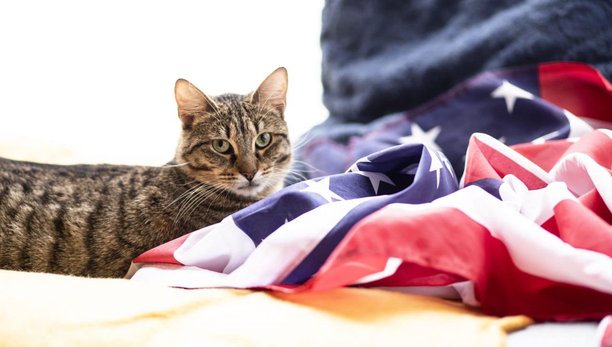 Paris : un escape game propose des chats à l'adoption