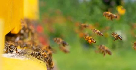 Un apiculteur veut faire revenir la nature dans une zone industrielle