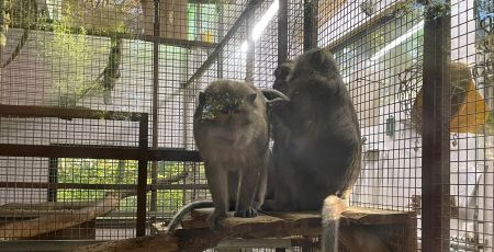 Le GRAAL offre une fin de vie heureuse aux animaux de laboratoire