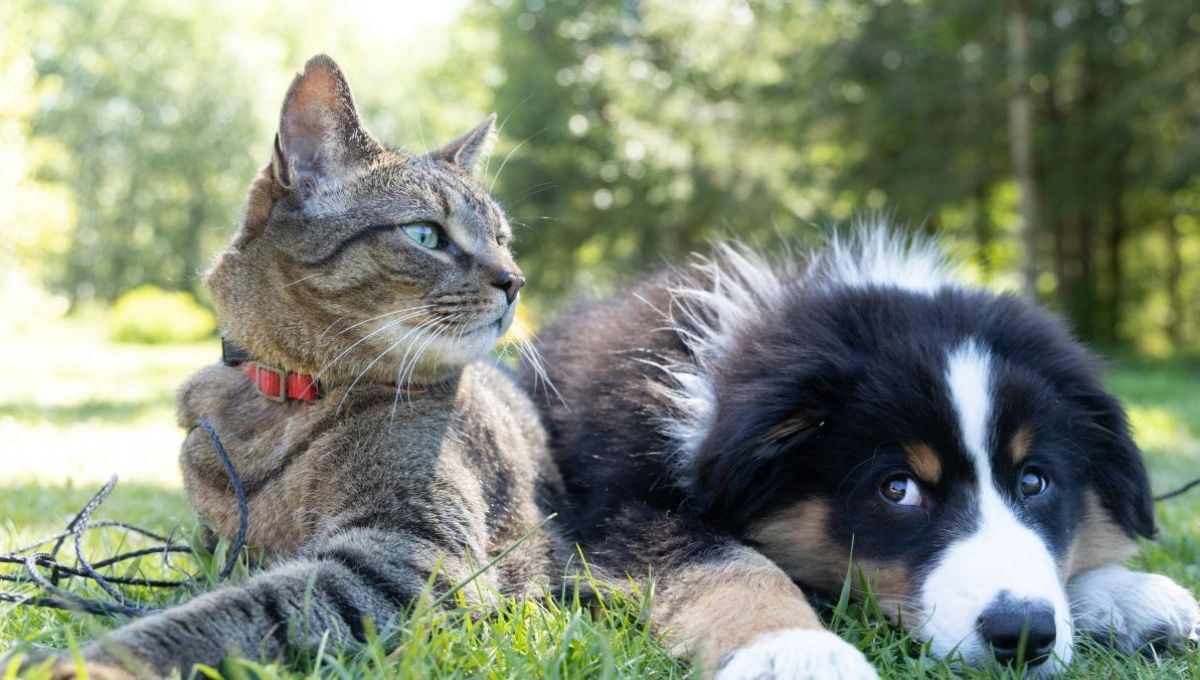 a dog and a cat laying in the grass