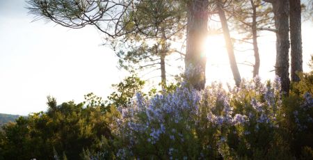 Marseille : ouverture d’une pépinière de plantes locales