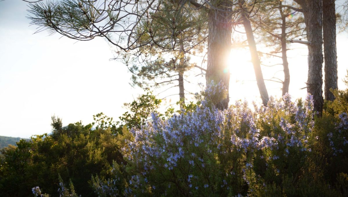 Marseille : ouverture d’une pépinière de plantes locales