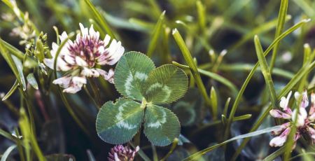 A Lucky four leaf clover next to a clover bloom
