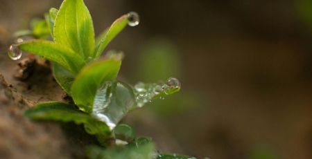 A Strasbourg, des plantes servent à traiter les eaux usées
