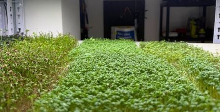 A Strasbourg, ils cultivent des micro-pousses pour une autre agriculture