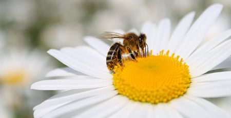 Abeille