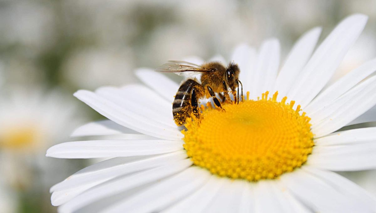 Abeille