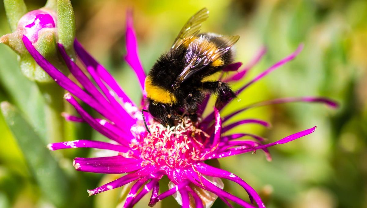 Abeille