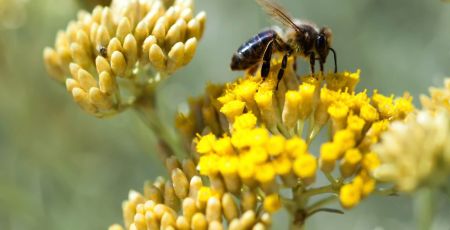 Abeille sur immortelle - Corse