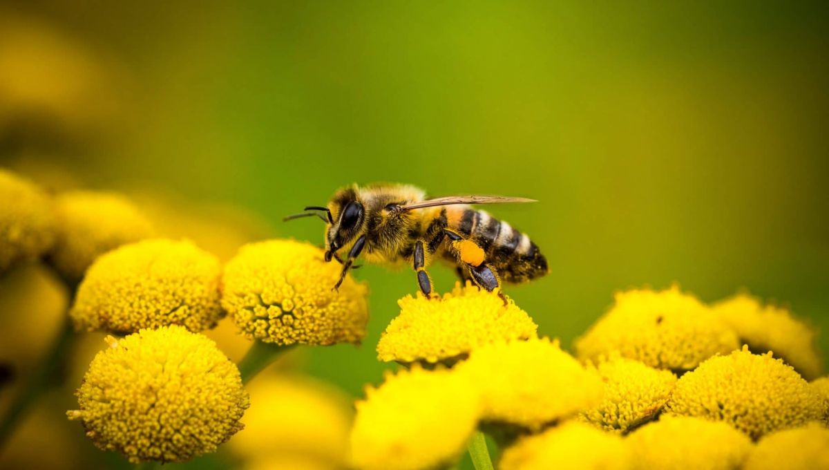 abeille_fleur.jpeg