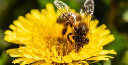 Abeilles du Grésivaudan - Isère.