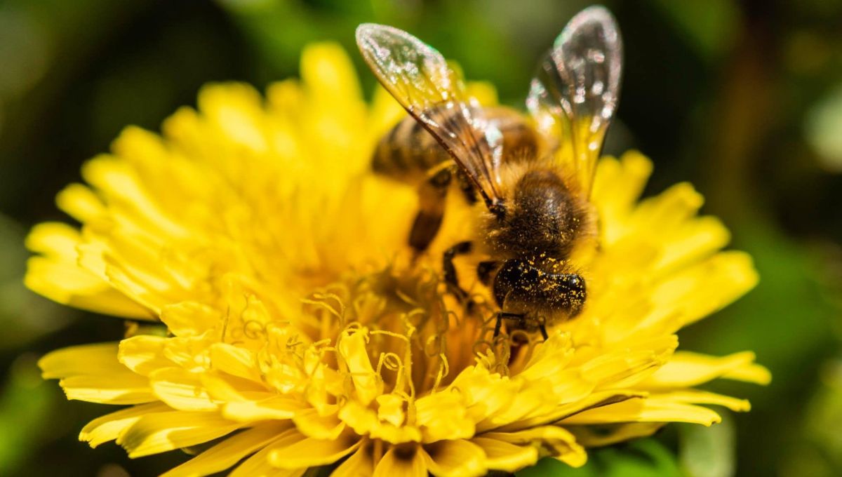 Abeilles du Grésivaudan - Isère.