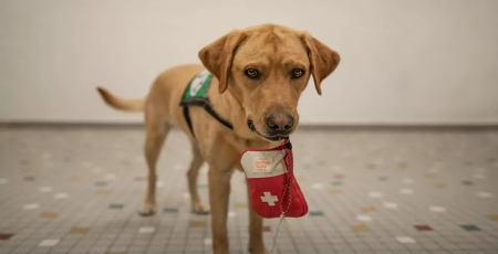 Un chien d'assistance pour diabétique