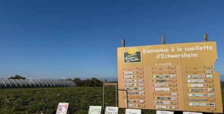 Achetez ses légumes en allant les chercher soi-même en libre cueillette