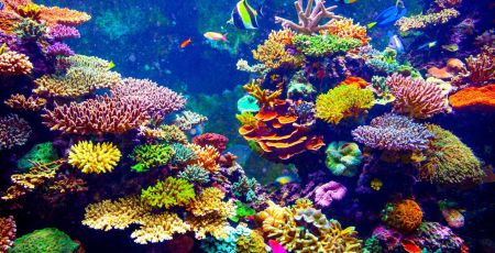 corail coraux poissons mer bleue