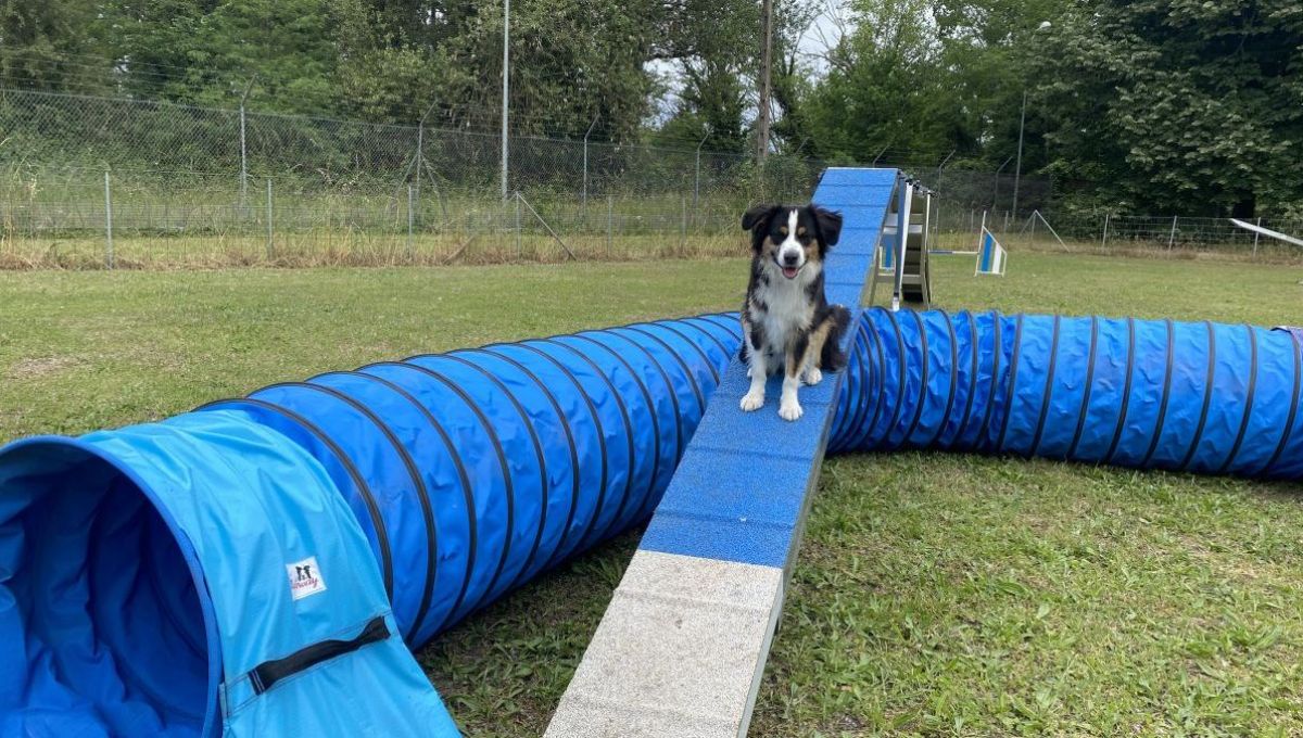 Agility Manager