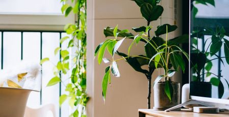 Akagreen