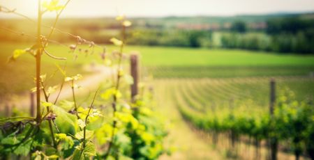 Des vignes