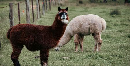 Une ferme d'alpagas