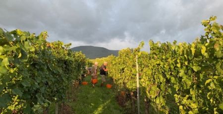 Alsace : Des vendanges conviviales et biologiques au domaine Habsiger