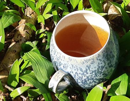 Alternathé : Une alternative écologique au thé plantée et cueillie en Normandie