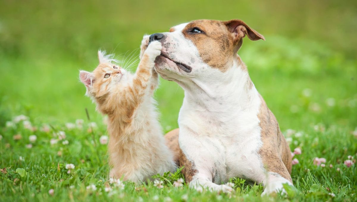 American staffordshire terrier dog playing with little kitten