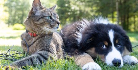 Un chat tigré et gris et u chien sont allongés dans l'herbe