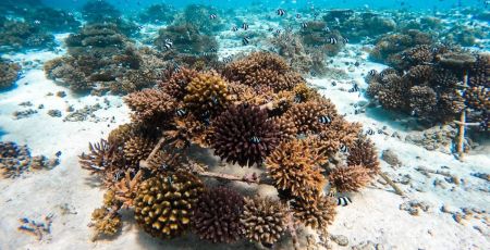 The Coral Planters, coraux