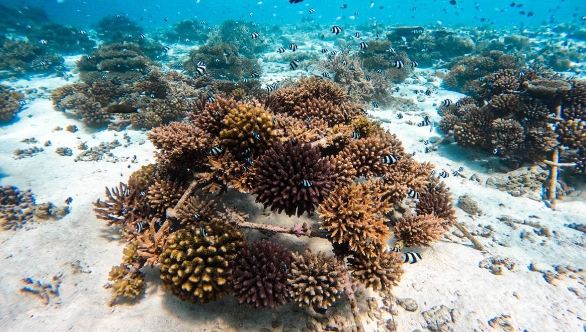 The Coral Planters, coraux