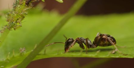 Formica fusca