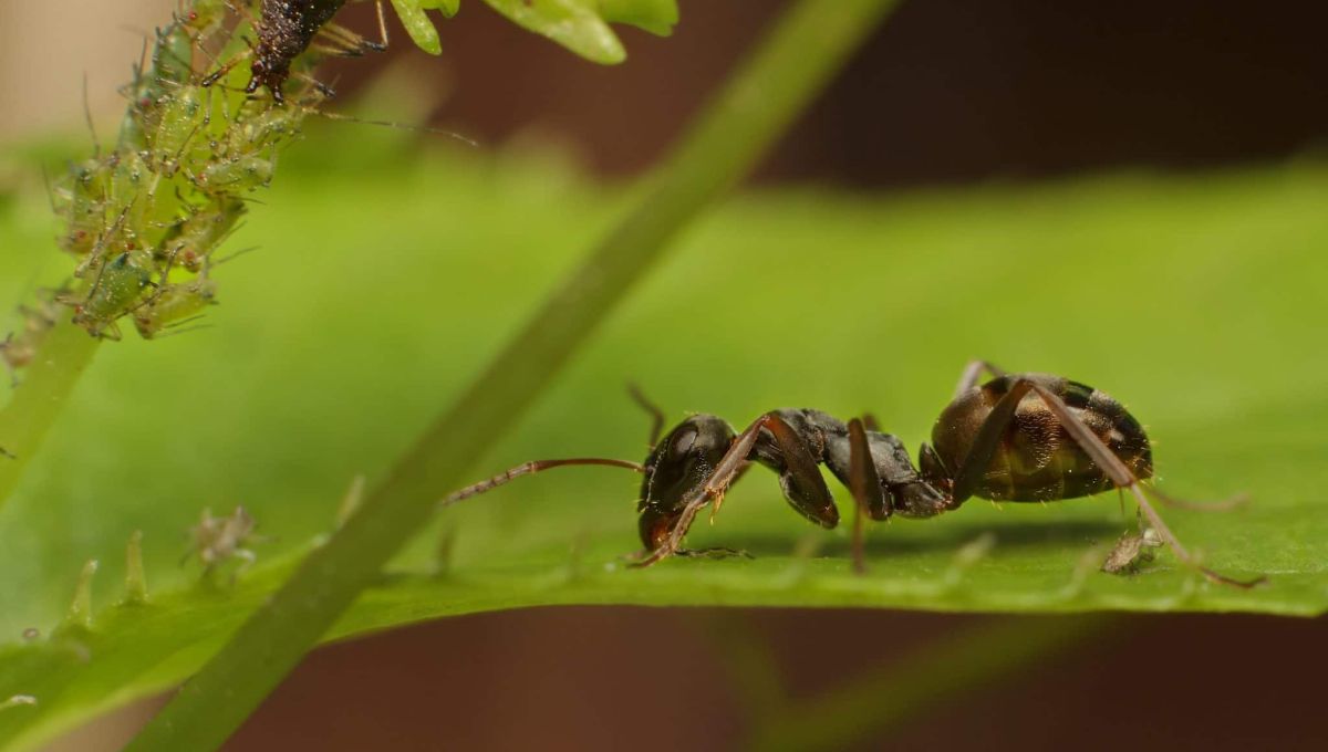 Formica fusca