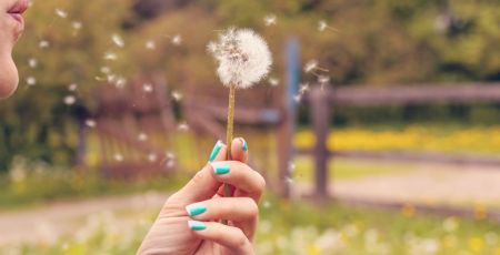 Une personne souffle sur une fleur et le pollen s'envole. Atmo France a développé un indice pollen