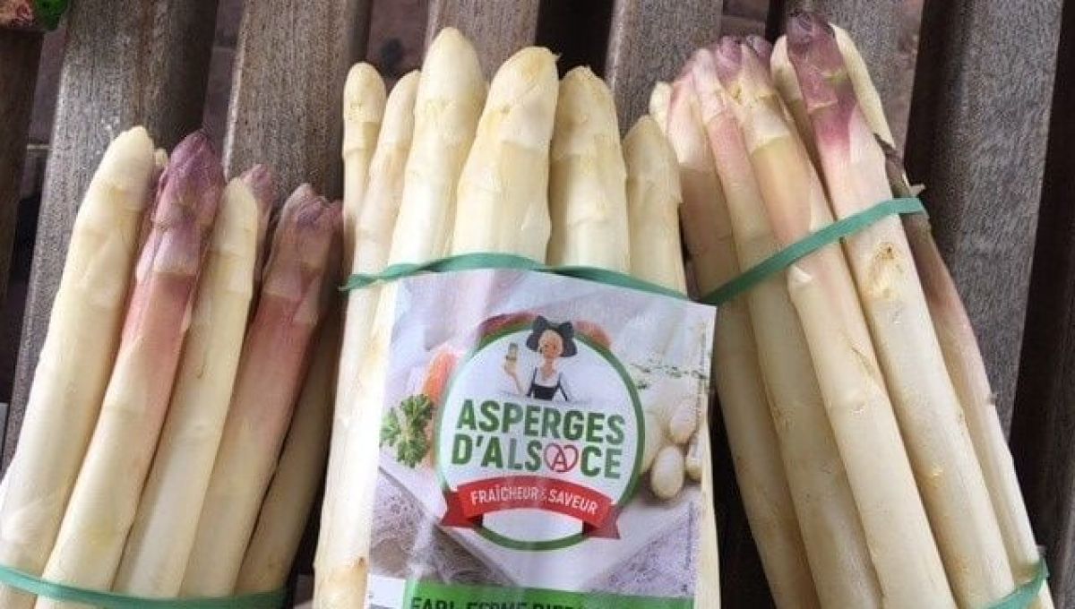 La saison des asperges d’Alsace démarre lentement mais surement