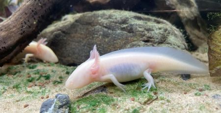 axolotl à la Cité des Sciences à l'exposition Métamorphoses