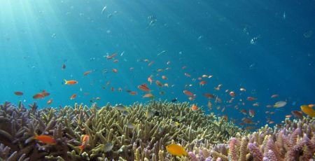 Ma Petite Planète, un challenge pour sensibiliser à la préservation des océans
