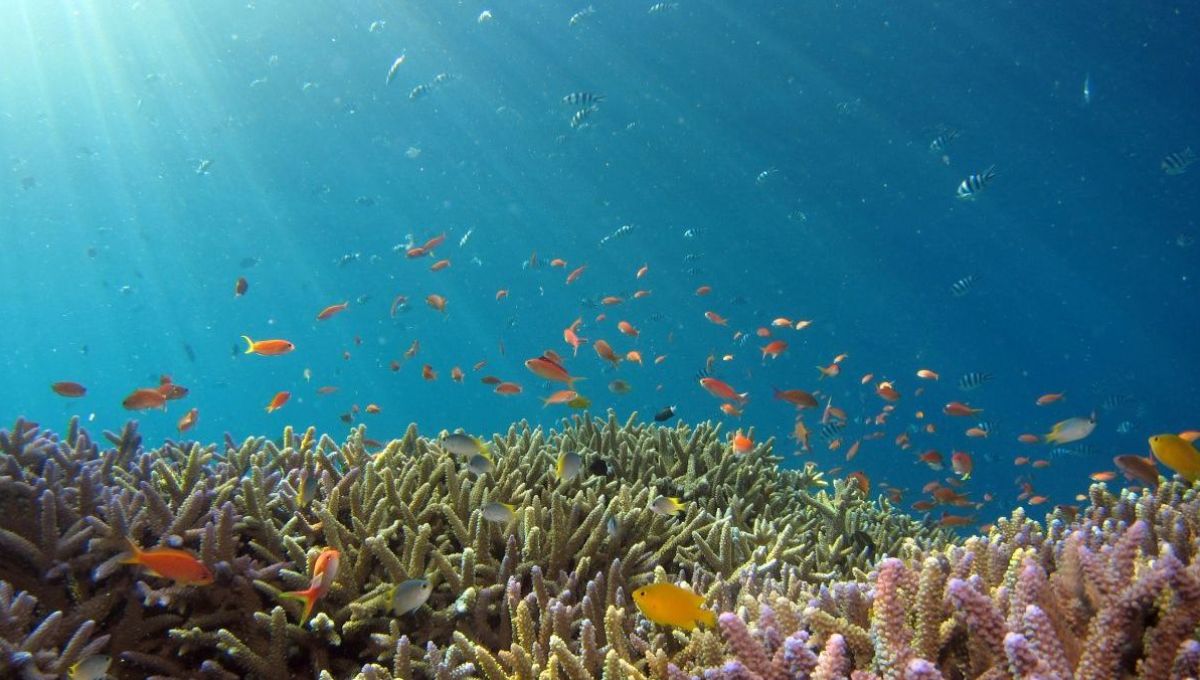 Ma Petite Planète, un challenge pour sensibiliser à la préservation des océans