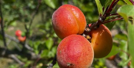 Bio mais fragile, l’abricot au coeur de toutes les attentions