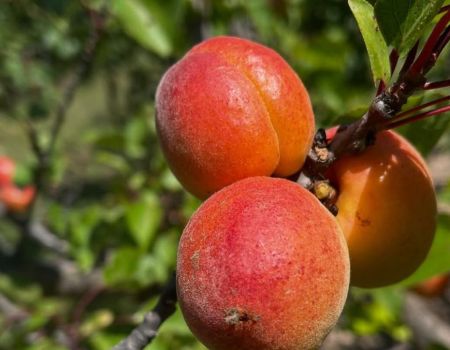 Bio mais fragile, l’abricot au coeur de toutes les attentions