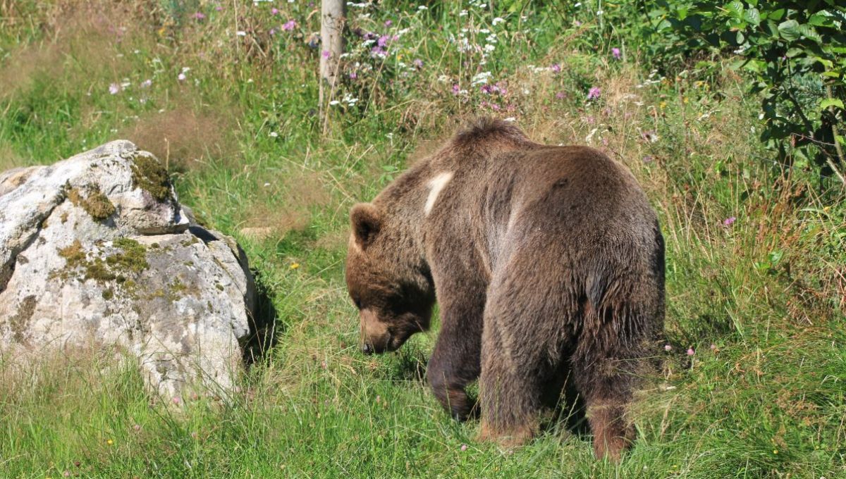 Biodéchets, pompiers, ours des Pyrénées… Les cinq infos positives du jour