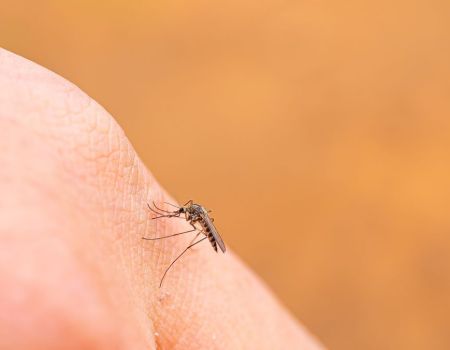 Biodiversité : pourquoi ne faut-il pas éradiquer tous les moustiques ?  
