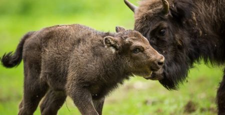 bisons